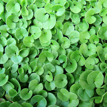 Sementi per prato Dichondra Repens ORTOLANO