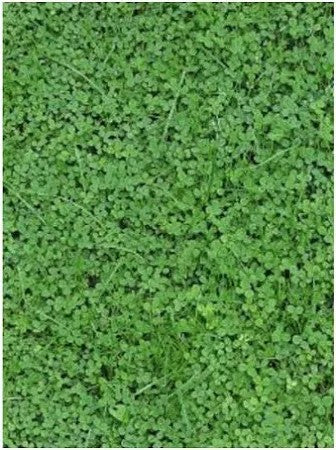 Sementi per prato Trifoglio Nanissimo ORTOLANO