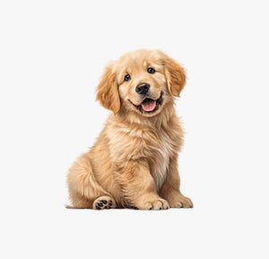 Alimenti Per Cani