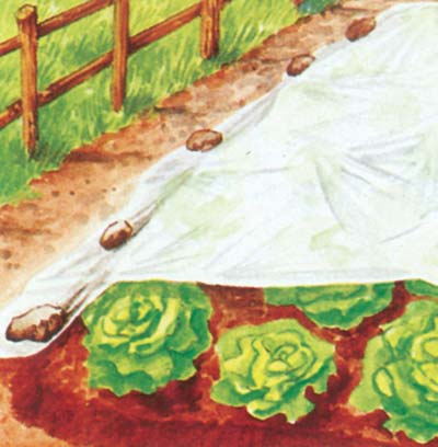 Telo antigelo per piante in tessuto non tessuto 17gr/mq mt 10 x 1,6 h