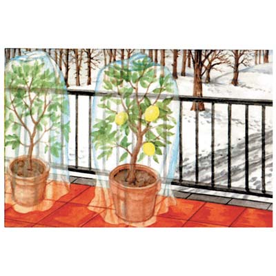 Cappuccio antigelo per piante in tessuto non tessuto 22gr/mq mt 2 x 2,5