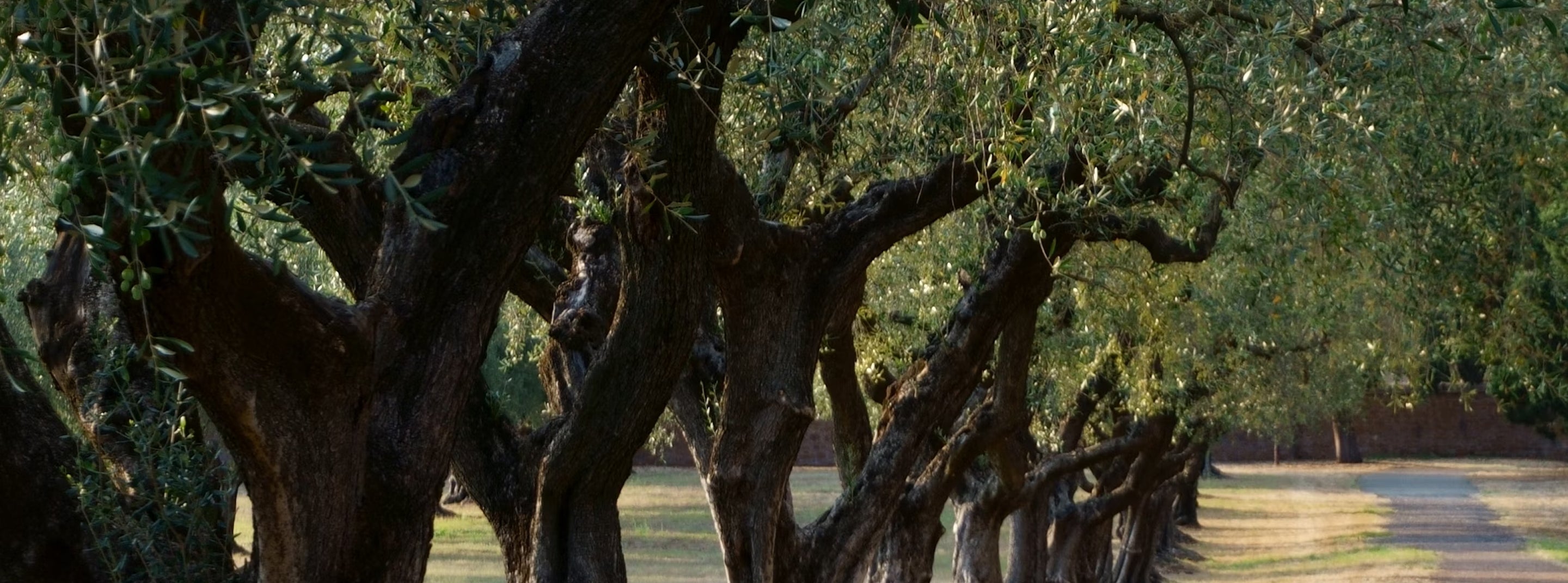 slider image 1621243260e1af0c20-0