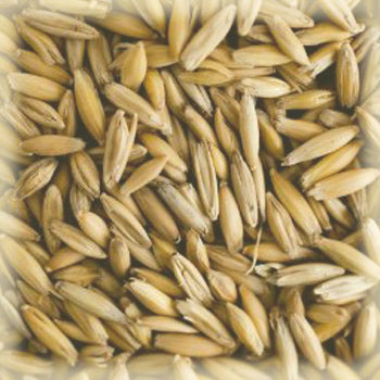Malto in grani Oat (avena) kg.1 Castle Malting