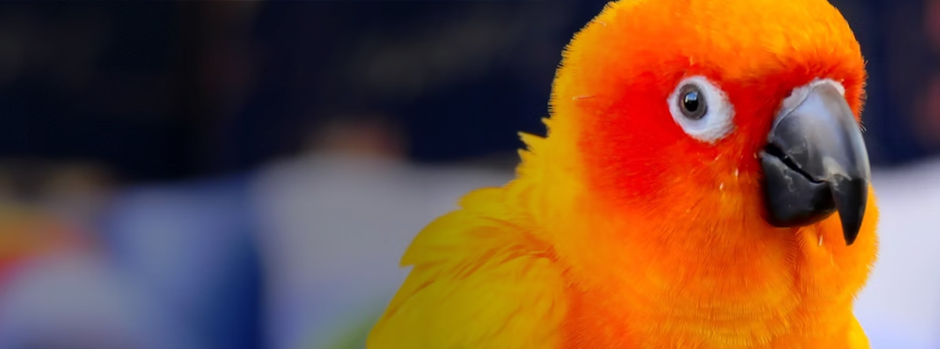 slider image slider_item_9iXRKC